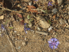 Centaurea cyanus