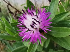Centaurea aspera