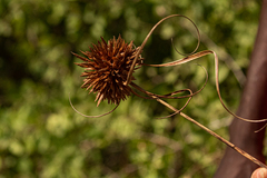 Cyperus crassipes image