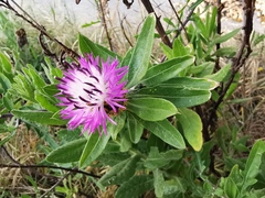 Centaurea aspera