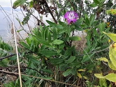 Centaurea aspera