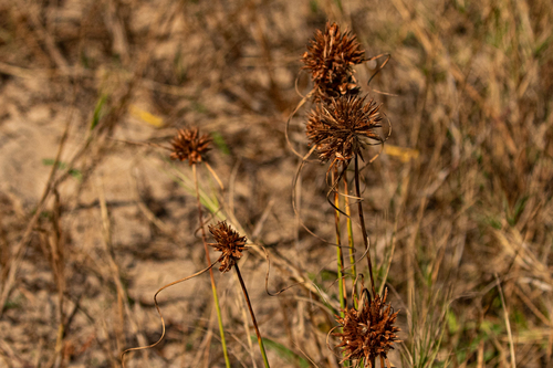 Cyperus crassipes image