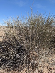 Ephedra torreyana