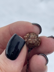 Andricus foecundatrix