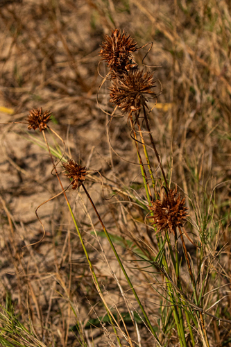 Cyperus crassipes image