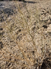 Ambrosia salsola