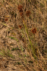 Cyperus crassipes image