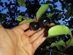 Eugenia quebradensis