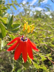 Passiflora manicata