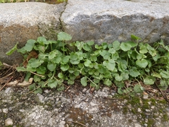 Campanula poscharskyana