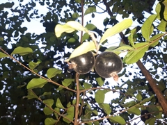 Eugenia quebradensis