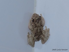 Scinax acuminatus