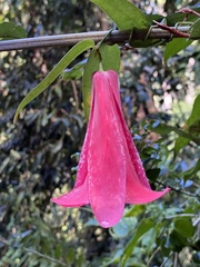 Lapageria rosea