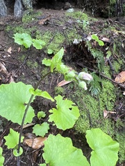 Pericallis tussilaginis image