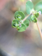 Euphorbia serpens