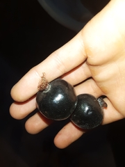 Eugenia quebradensis