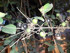 Eugenia quebradensis