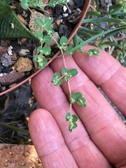 Euphorbia serpens