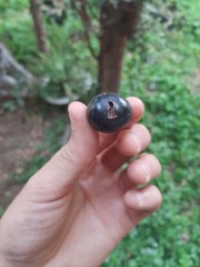 Eugenia quebradensis