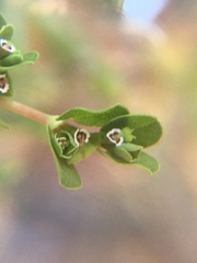 Euphorbia serpens