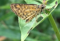 Ampittia dioscorides camertes