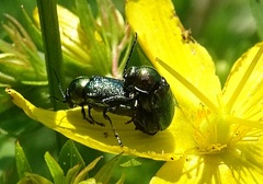 Cryptocephalus sericeus