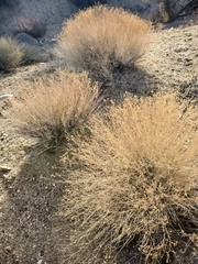 Gutierrezia microcephala