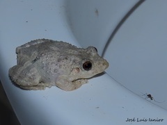 Scinax acuminatus