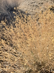 Gutierrezia microcephala
