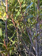 Terpandrus endota