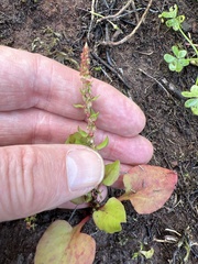 Rumex spinosus