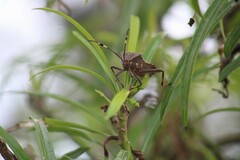 Pachylis laticornis