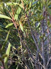 Terpandrus endota