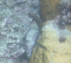 Gymnothorax miliaris