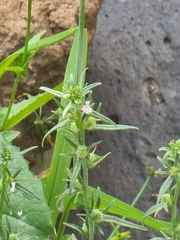 Misopates