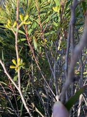 Terpandrus endota
