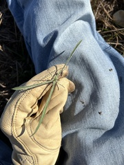 Asclepias linearis