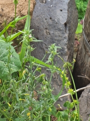 Misopates