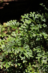 Selaginellaceae
