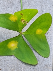 Puccinia oxalidis