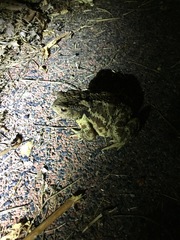 Bufo sachalinensis
