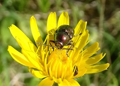 Cryptocephalus sericeus