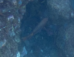 Neoniphon vexillarium