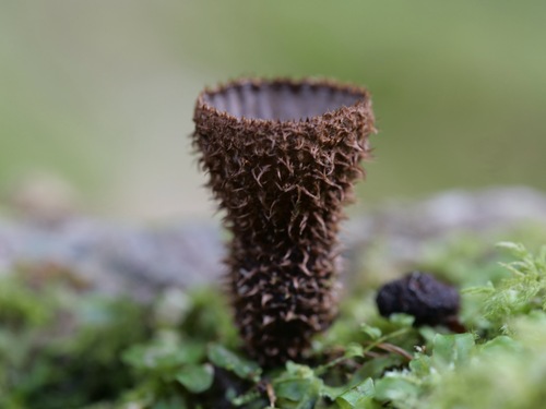 Cyathus striatus