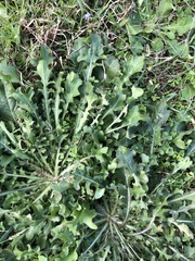 Erigeron quercifolius
