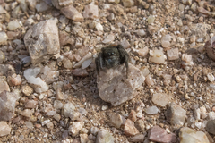 Phidippus ardens