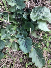 Salvia lyrata