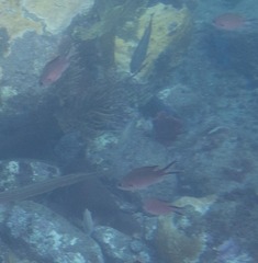 Azurina multilineata