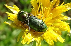 Cryptocephalus sericeus