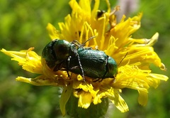 Cryptocephalus sericeus